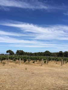 Arimia vineyards
